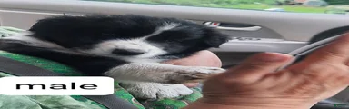 Mixed Breed 1