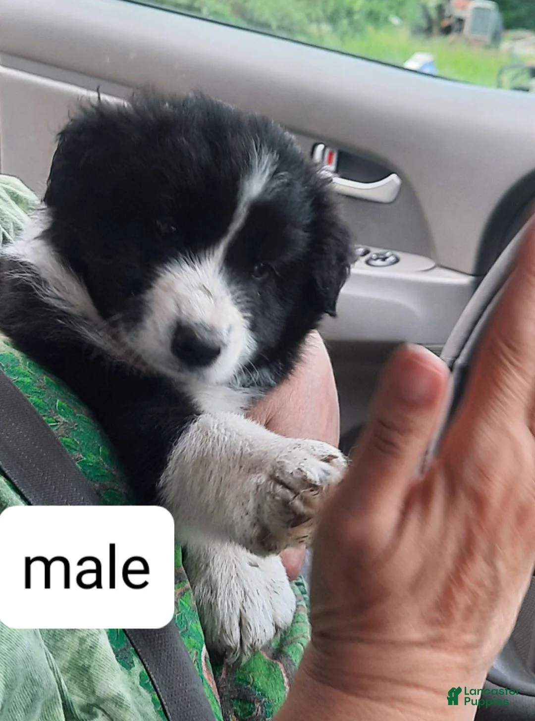 Mixed Breed dogs for sale: Mixed Breed 1 - Ad 1