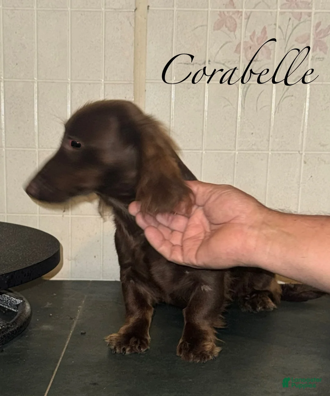 Miniature Dachshund dogs for sale: Corabeth - Ad 6