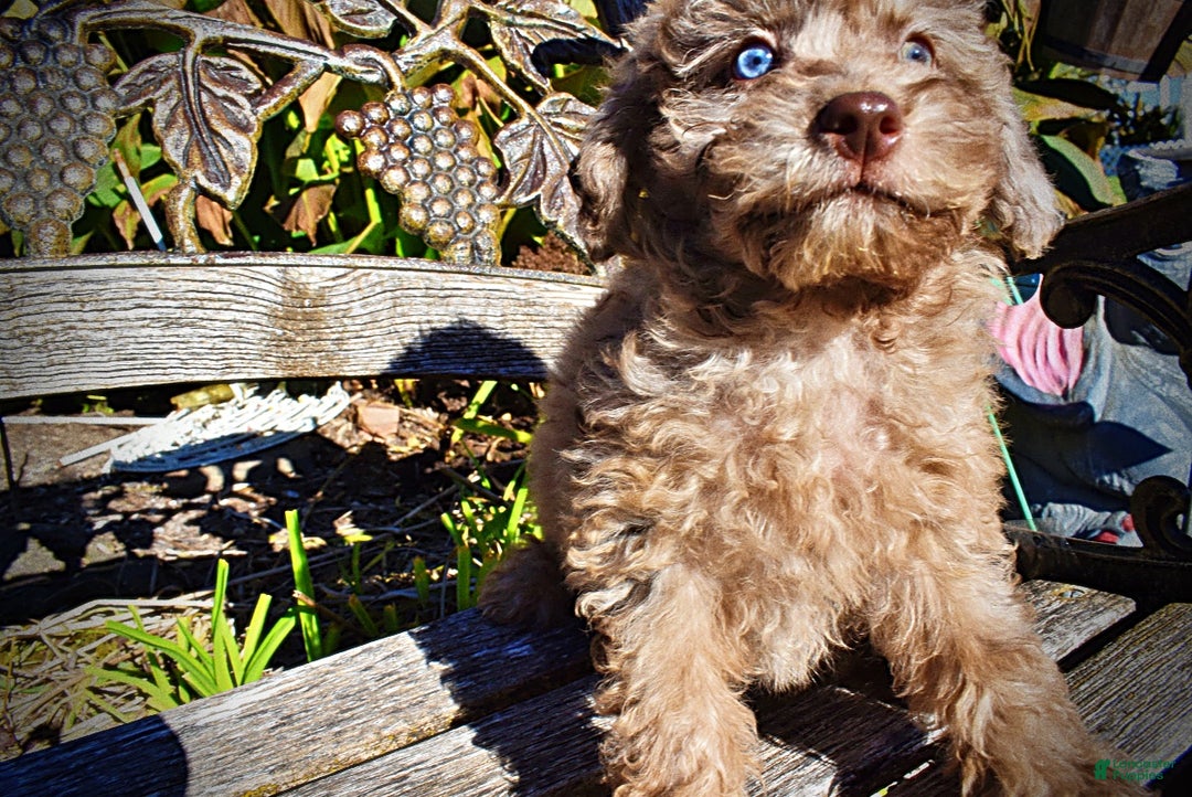 Havapoo dogs for sale: Indy - Ad 4