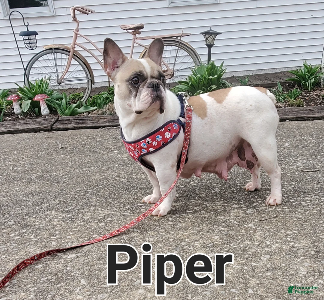 French Bulldog dogs for sale: CHASE - Ad 6