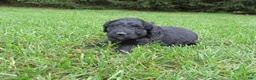 Mixed Breed dogs for sale: Molly - Ad 4