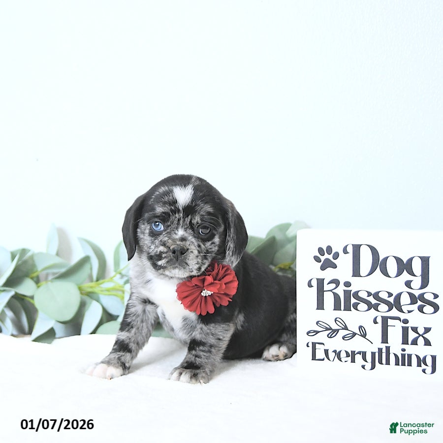 Puggle dogs Gemma - Ad 39