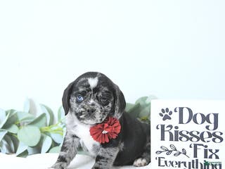 Puggle dogs Gemma - Ad 4