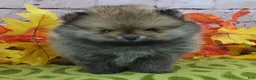 Pomeranian dogs for sale: Fajita - Ad 3