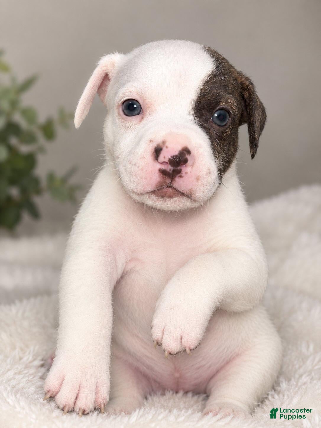 Mixed Breed dogs Mixed Breed 8 - Ad 36