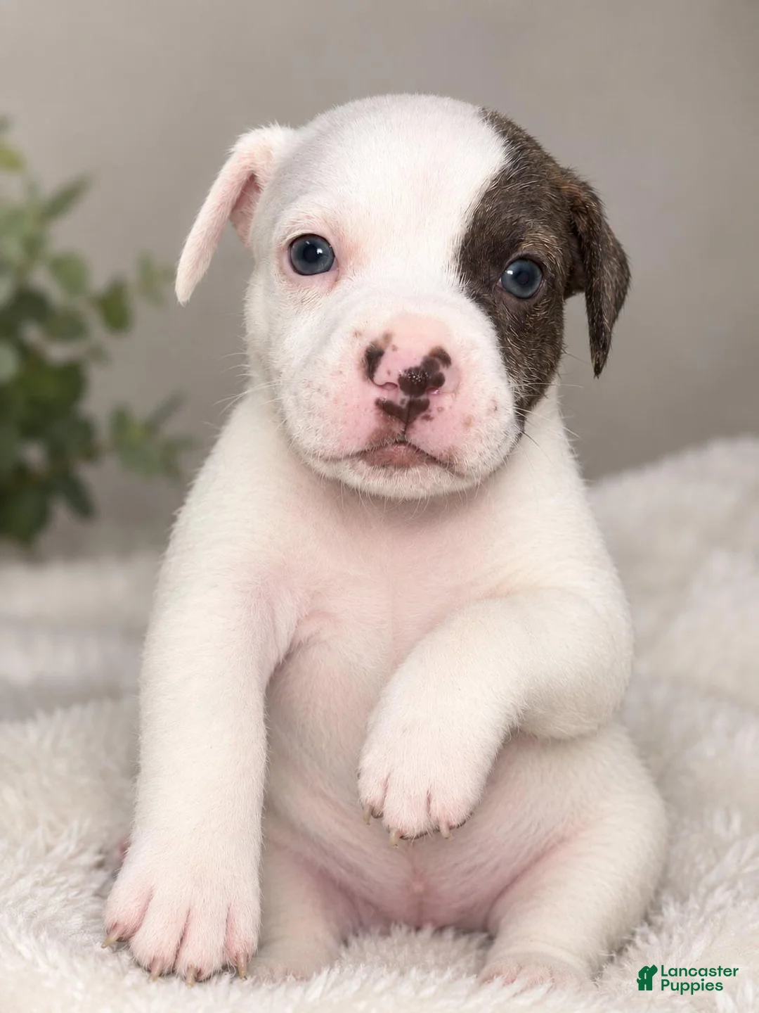 Mixed Breed dogs for sale: Mixed Breed 8 - Ad 1