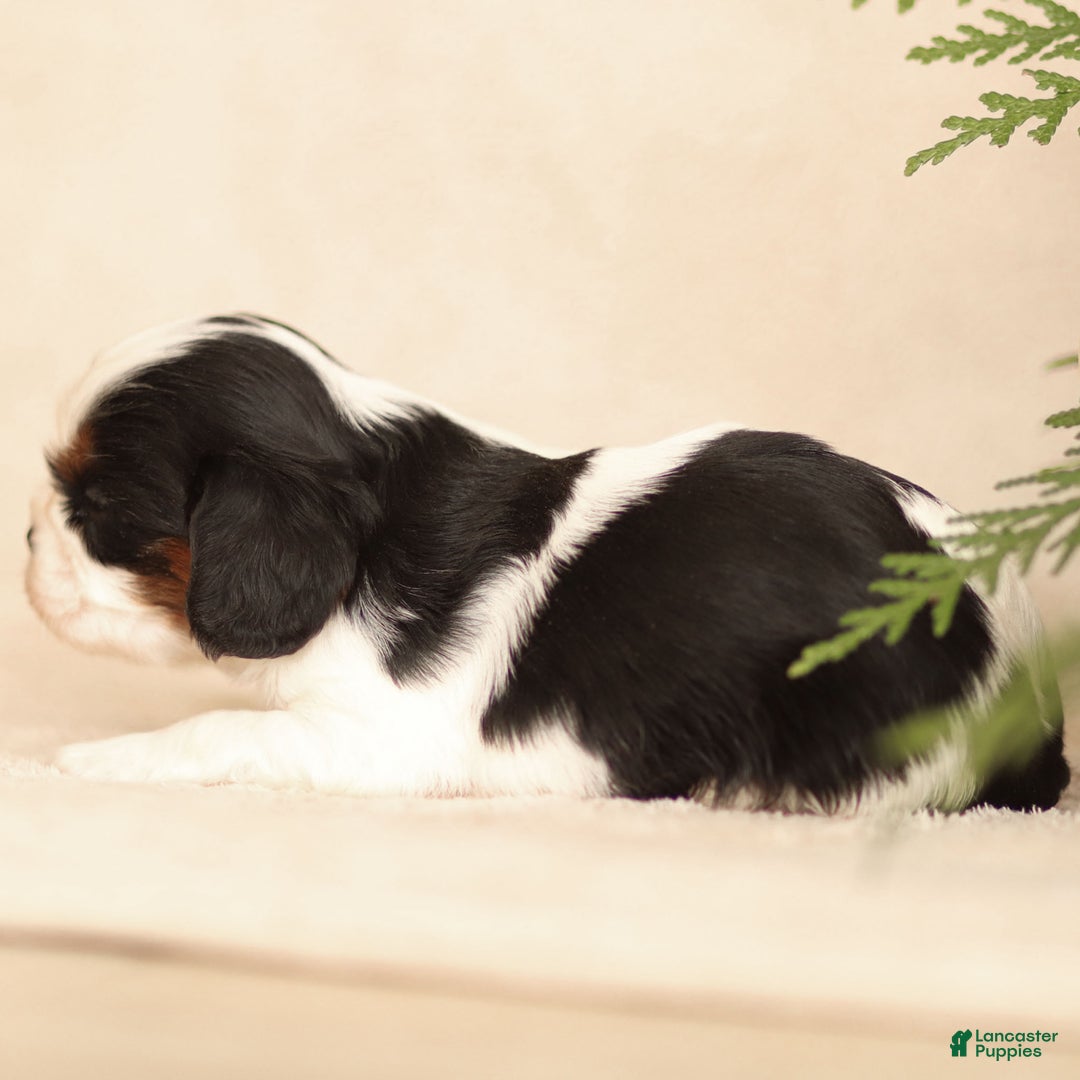 Cavalier King Charles Spaniel dogs for sale: Azriel - Ad 13