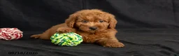 Mini Goldendoodle dogs for sale: Danny - Ad 6
