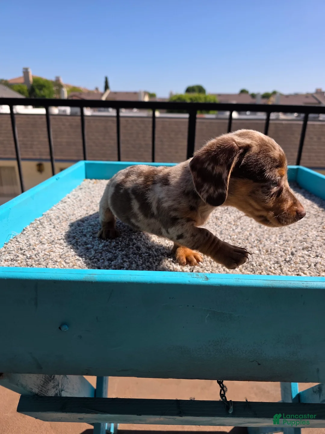 Miniature Dachshund dogs for sale: Oliver  - Ad 1