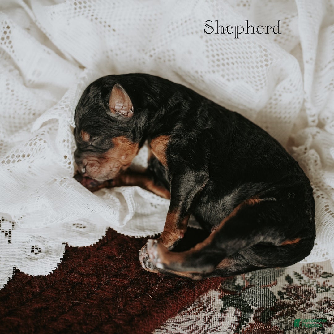 Standard Poodle dogs for sale: Shepherd - Ad 5