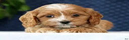 Cavapoo dogs for sale: Nolan - Ad 4