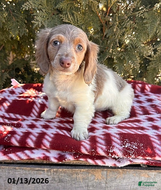 Miniature Dachshund dogs Henry - Ad 9