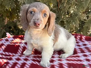 Miniature Dachshund dogs Henry - Ad 28
