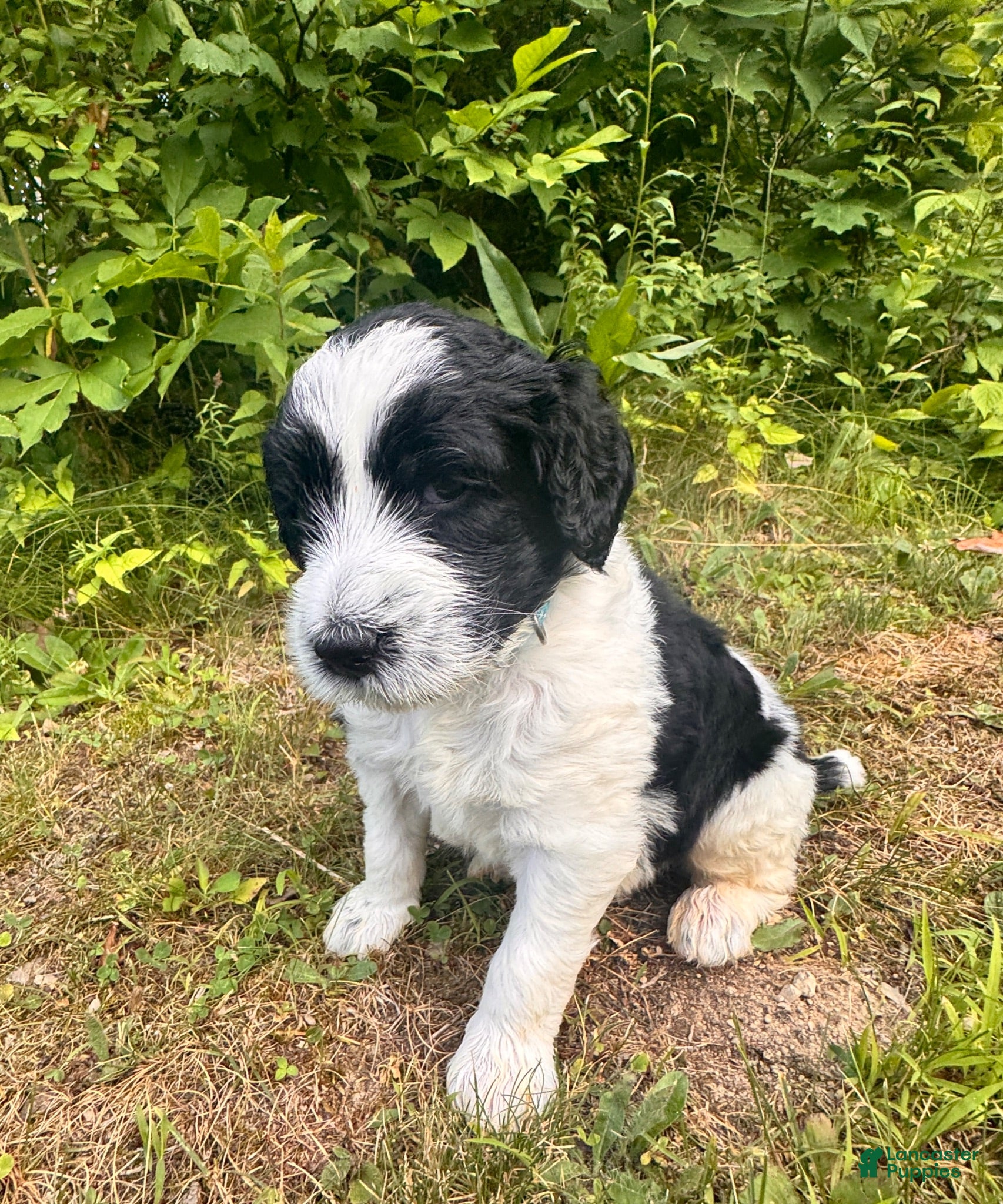 Goldendoodle dogs River Forest Clover  - Ad 1
