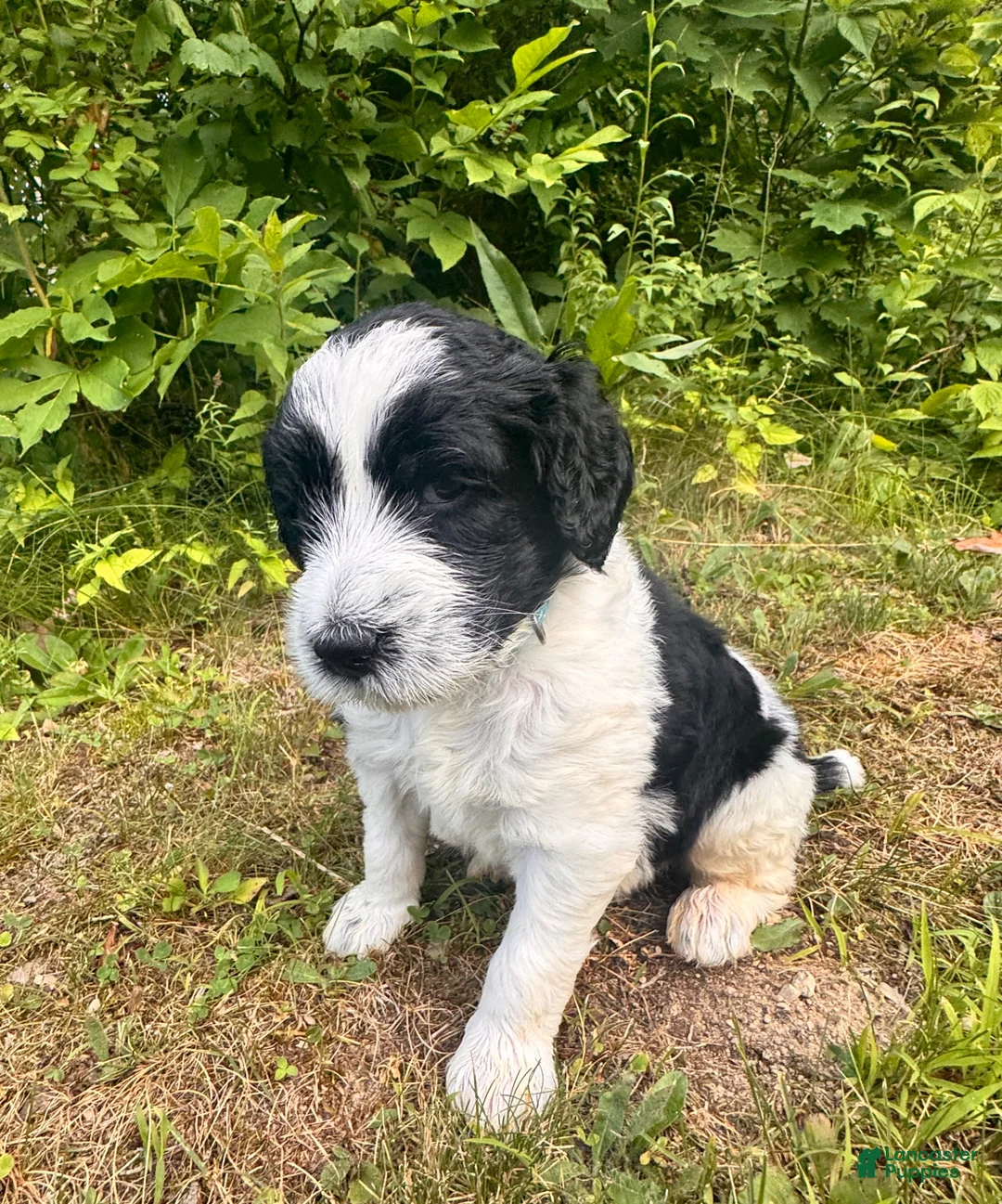 Goldendoodle dogs for sale: River Forest Clover  - Ad 1