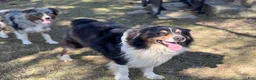 Australian Shepherd dogs for stud: Luca Vito - Ad 1