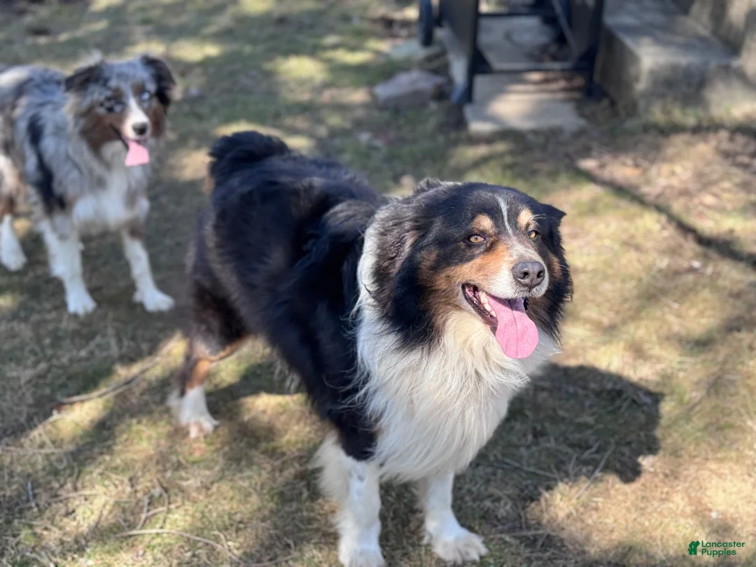 Australian Shepherd dogs for stud: Luca Vito - Ad 1