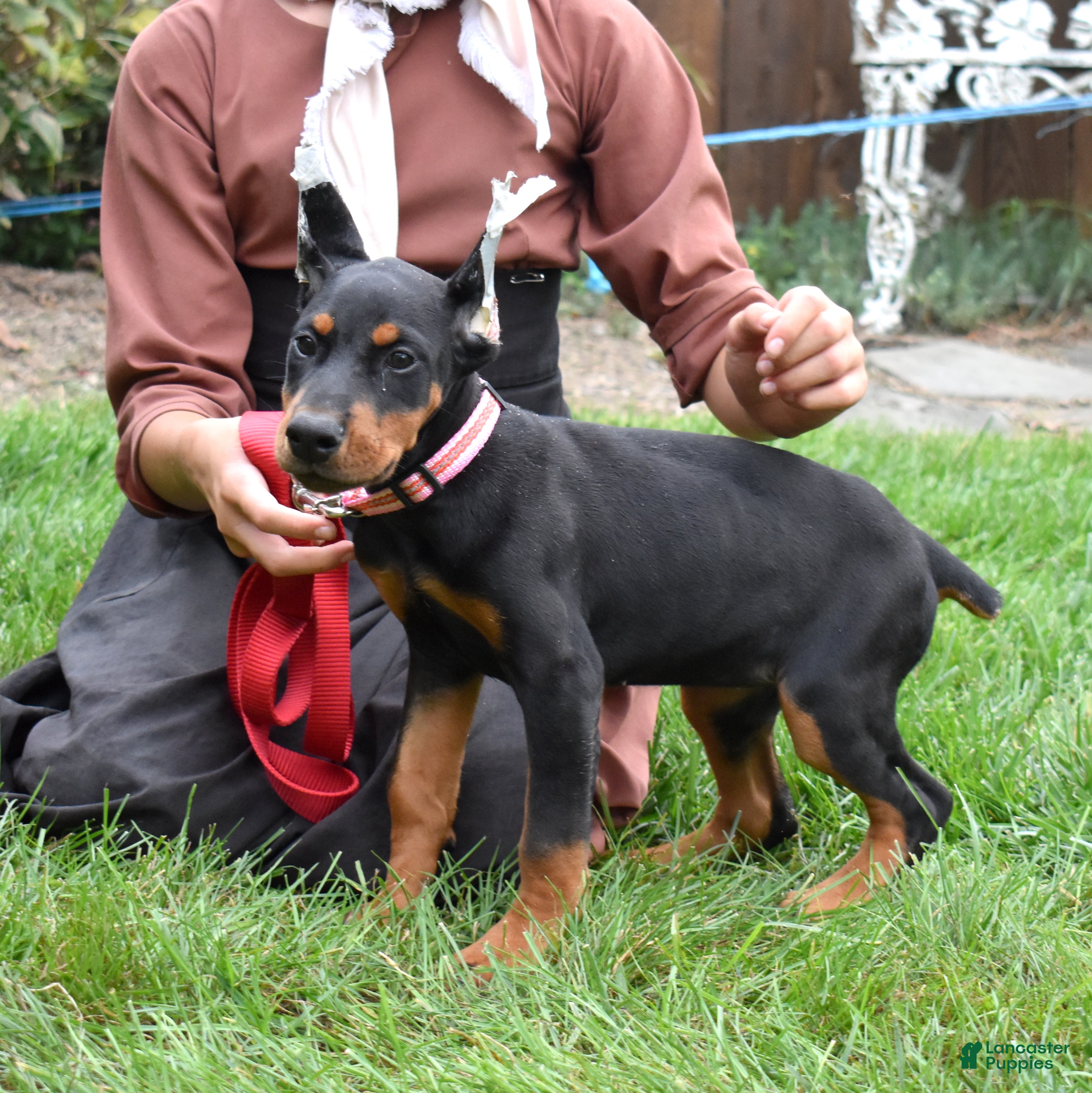 Doberman Pinscher dogs Orchid - Ad 2