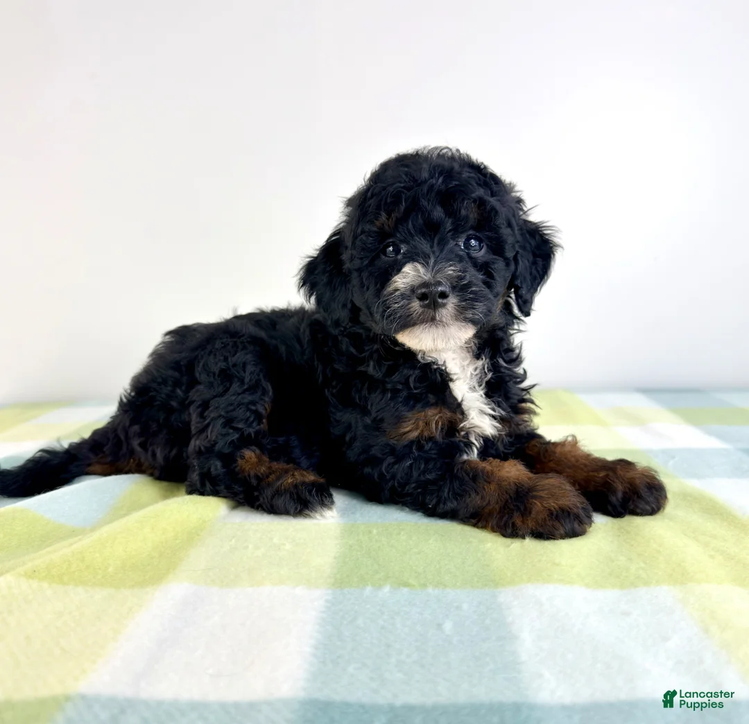 Bernedoodle dogs for sale: Jessie - Ad 2