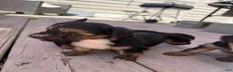 Yorkiepoo dogs for sale: Beast boy - Ad 2