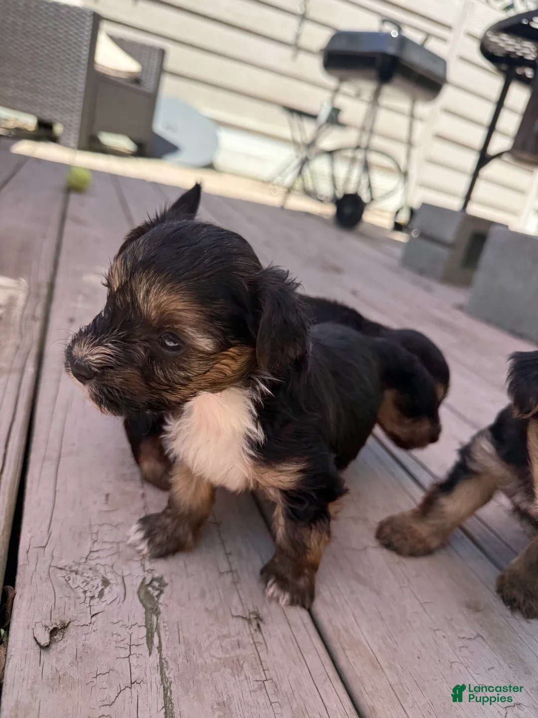 Yorkiepoo dogs for sale: Beast boy - Ad 2