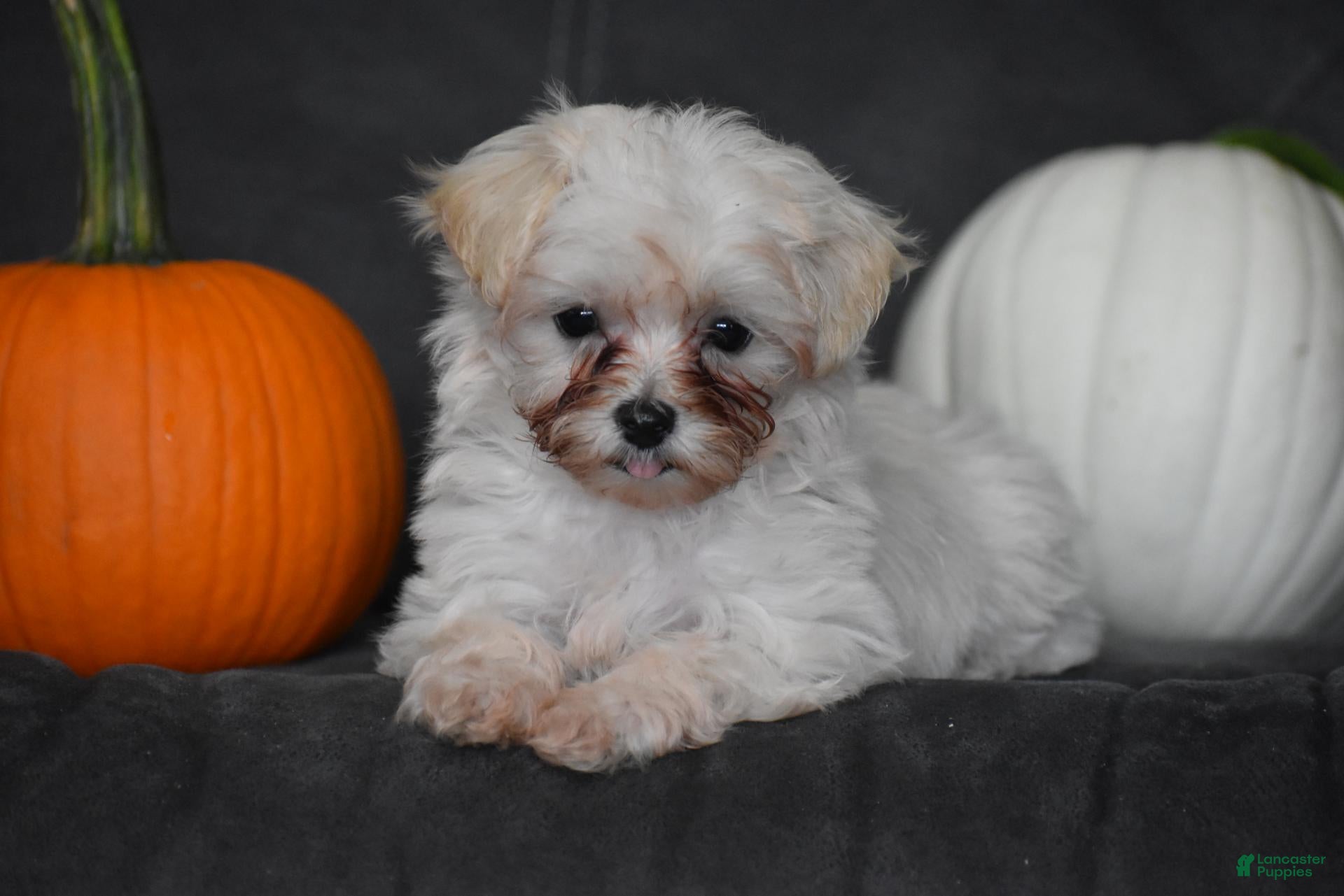 Maltipoo dogs Pippi - Ad 1