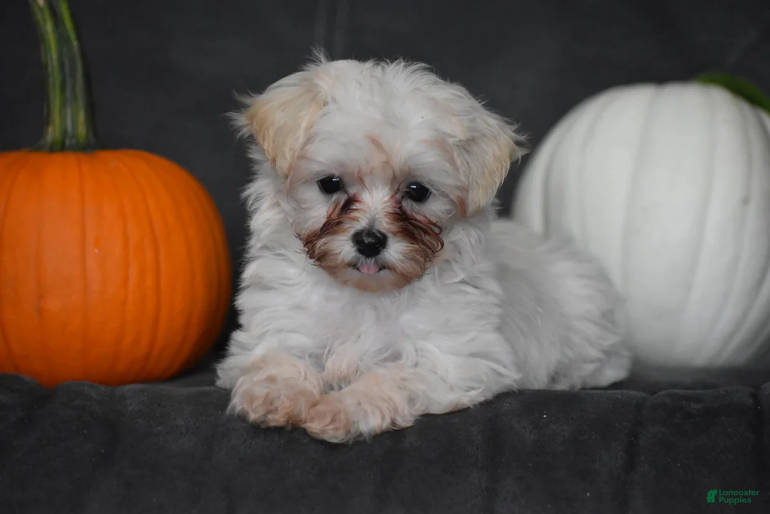 Maltipoo dogs for sale: Pippi - Ad 1