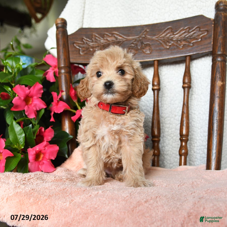 Maltipoo dogs Sophie - Ad 1