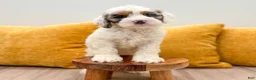 Cockapoo dogs for sale: Boston - Ad 4