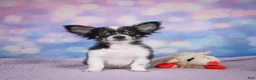 Chihuahua dogs for sale: winston - Ad 8