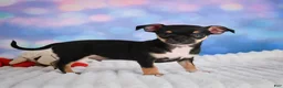 Chihuahua dogs for sale: Charlie - Ad 12