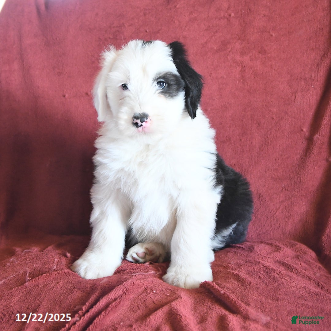 Old English Sheepdog dogs for sale: Micky - Ad 2