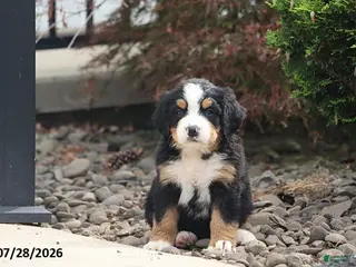 Bernese Mountain Dog dogs Hunter - Ad 35