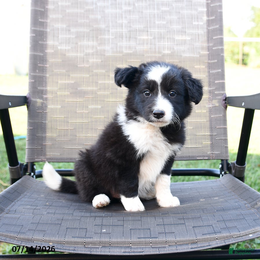 Border Collie dogs Tina - Ad 1