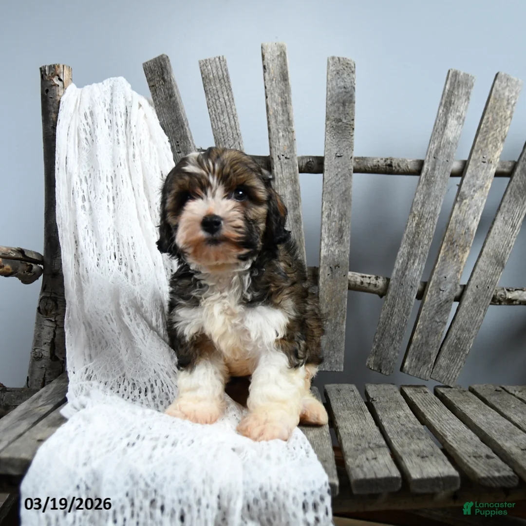 Cavapoo dogs for sale: Teddy - Ad 2