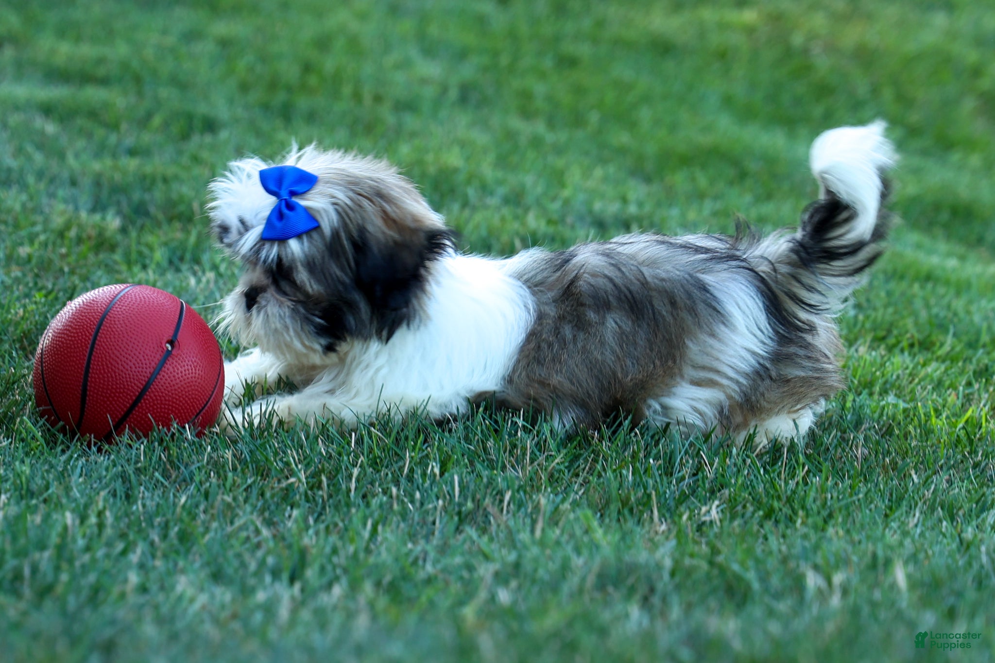 Shih Tzu dogs MILO - Ad 2