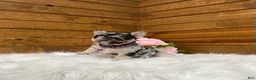 French Bulldog dogs for sale: Avery - Ad 8