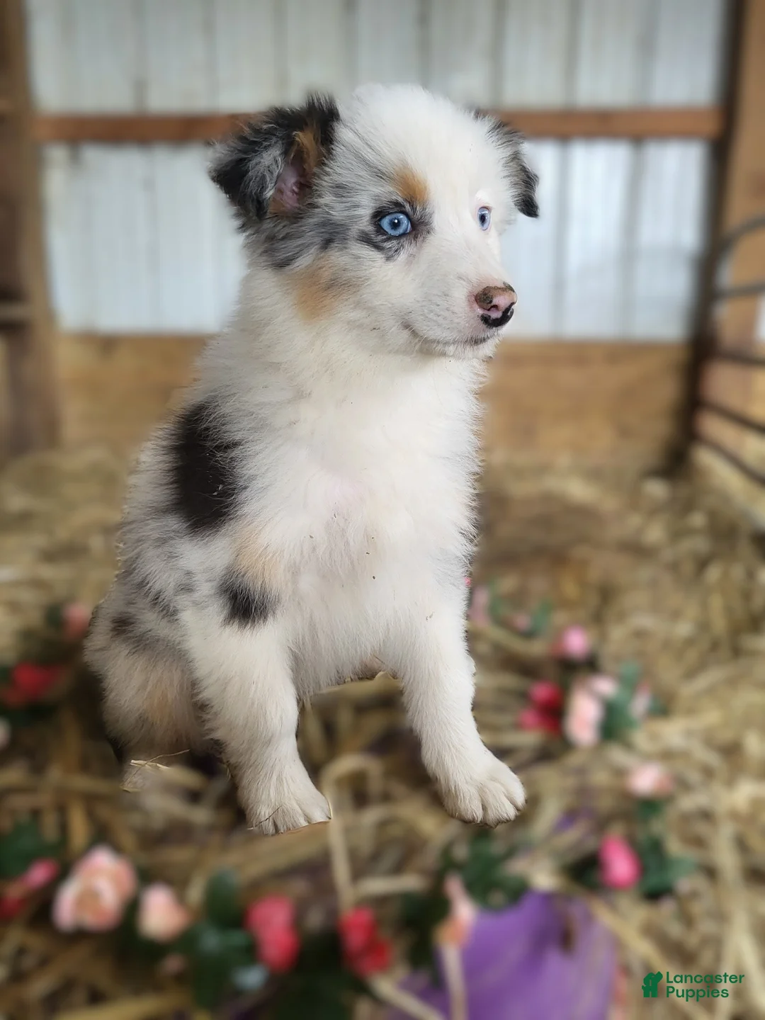 Australian Shepherd dogs for sale: Australian Shepherd Puppy 3 Clare - Ad 2