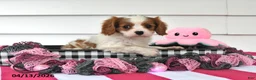 Cavalier King Charles Spaniel dogs for sale: Natasha - Ad 4