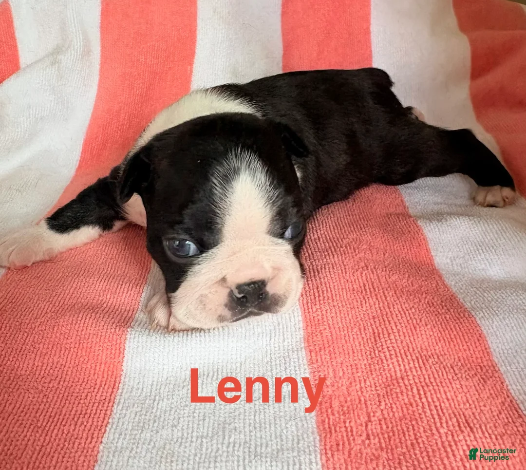 Boston Terrier dogs for sale: Boston Terrier 1 - Ad 1