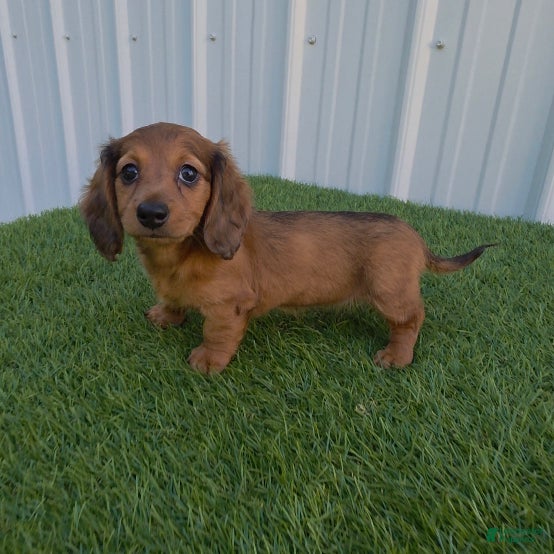 Miniature Dachshund dogs Angie - Ad 2
