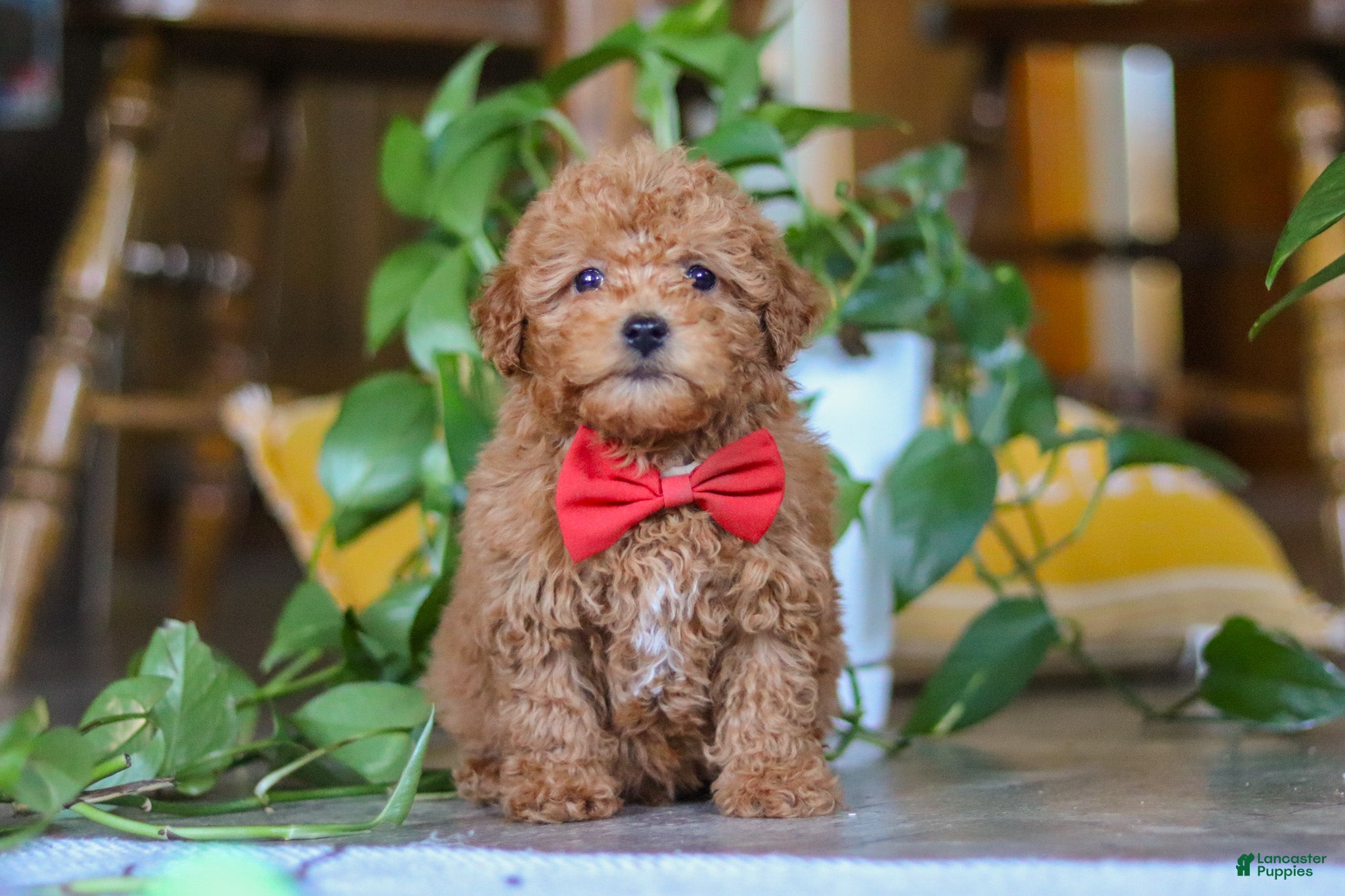 Miniature Poodle dogs Asher - Ad 1