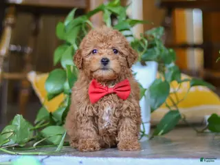 Miniature Poodle dogs for sale: Asher - Ad 1