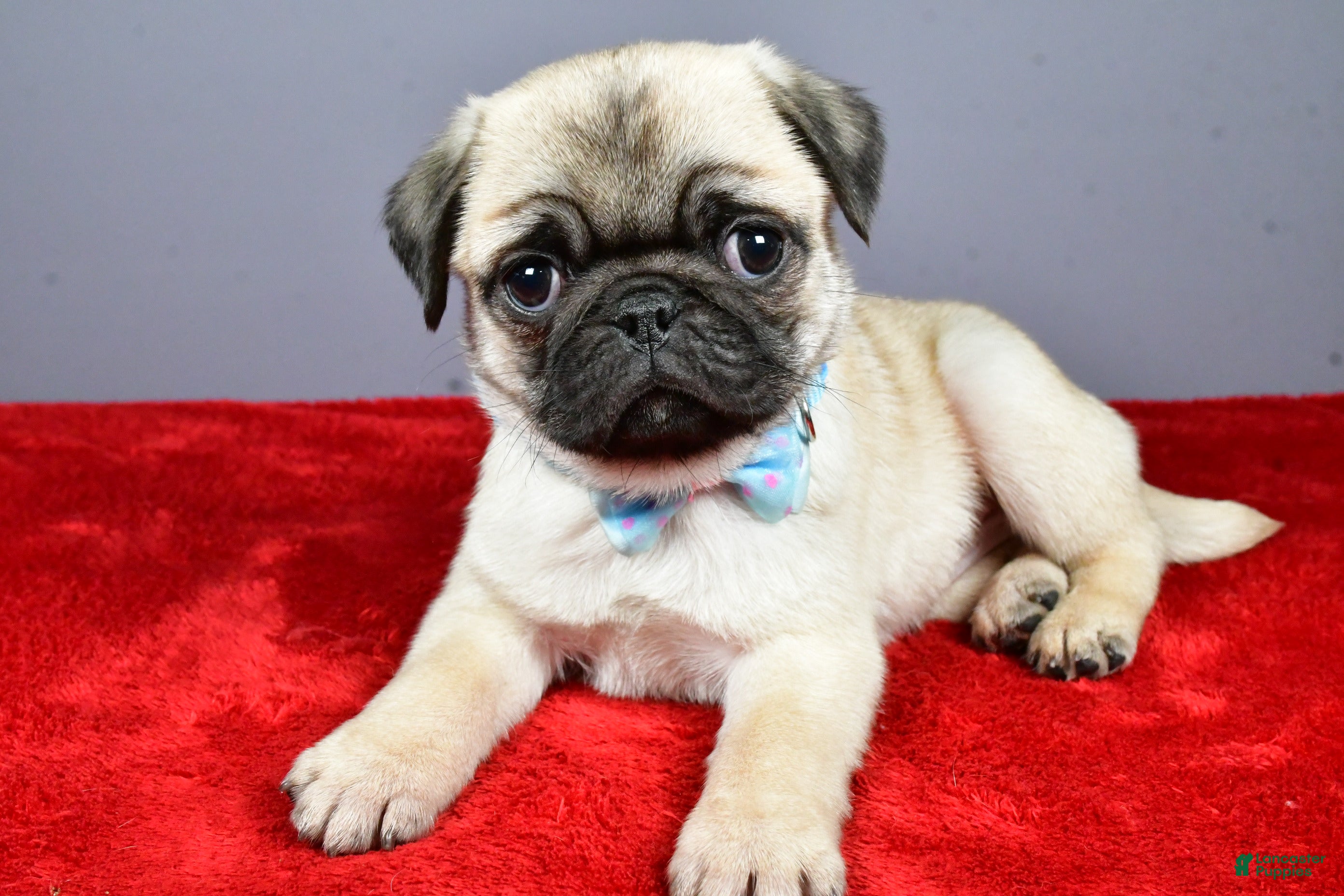 Pug dogs Toby - Ad 10