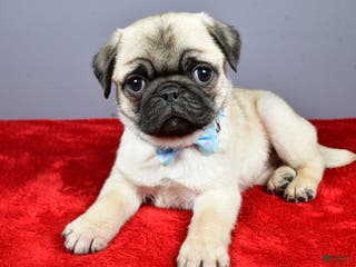 Pug dogs Toby - Ad 10