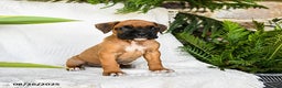 Boxer dogs for sale: Candy - Ad 10