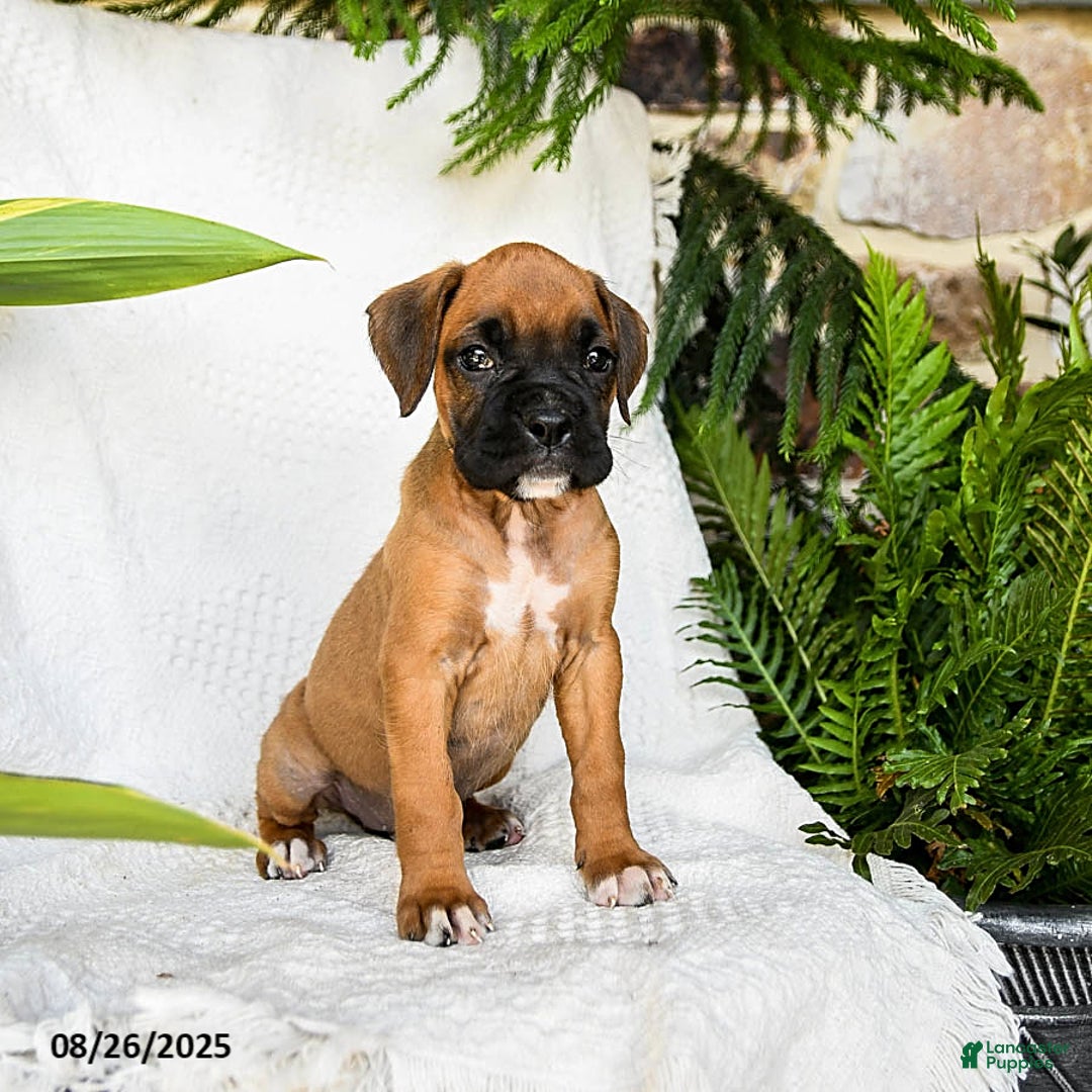 Boxer dogs for sale: Candy - Ad 10