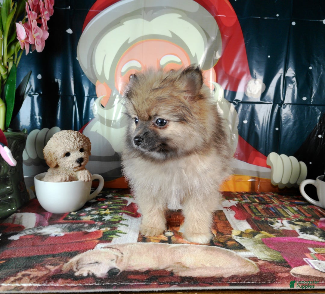 Pomeranian dogs for sale: Pomeranian Puppy 2 - Ad 2