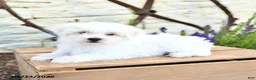 Mixed Breed dogs for sale: Opal - Ad 5